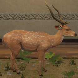 Second Grade Axis Deer skin average size