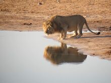 Lion-africa-wild-wild-animal