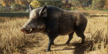 Wild boar