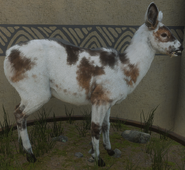 Piebald