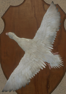 Albino - Back