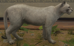 melanistic mountain lion