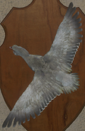 Leucistic - Back