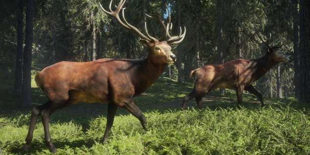 Deer | TheHunter: Call of the Wild Wiki Fandom