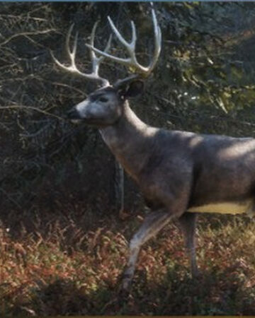 Blacktail Deer Thehunter Call Of The Wild Wiki Fandom