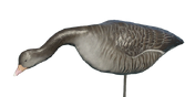 Greylag Goose Decoy - Feeding