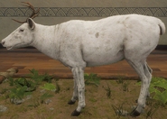 Leucistic
