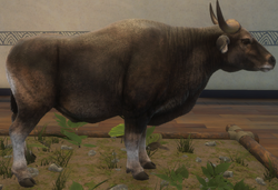 Banteng, TheHunter: Call of the Wild Wiki