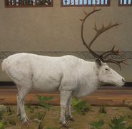 Albino - Right Side