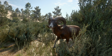 Iberian mouflon