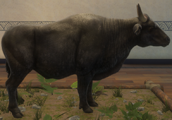 Banteng, TheHunter: Call of the Wild Wiki