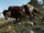Wild Yak