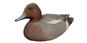 Eurasian Wigeon Decoy - Drake
