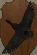 Melanistic - Back