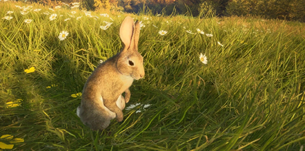 European Rabbit | TheHunter: Call of the Wild Wiki | Fandom