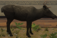 Melanistic