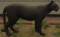 melanistic mountain lion