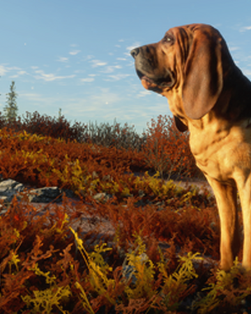 Bloodhound Thehunter Call Of The Wild Wiki Fandom