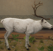 Leucistic