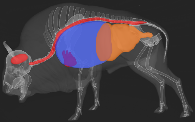 European Bison Thehunter Call Of The Wild Wiki Fandom