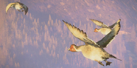 Northern Pintail