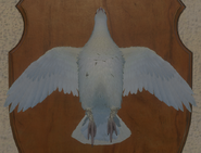 Albino - Front