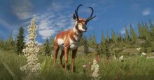 Pronghorn