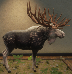 Moose, TheHunter: Call of the Wild Wiki