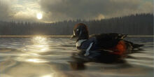 Harlequin duck