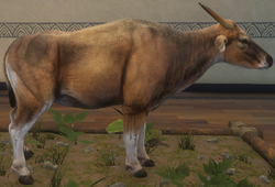 Banteng, TheHunter: Call of the Wild Wiki