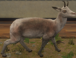 Chamois, TheHunter: Call of the Wild Wiki