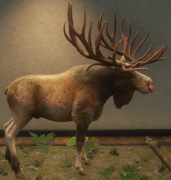 Moose, TheHunter: Call of the Wild Wiki