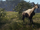 Nilgai