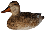 Gadwall Decoy - Hen