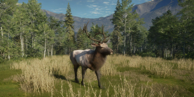 rocky mountain elk cow