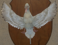 Albino - Front