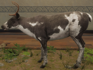 Piebald