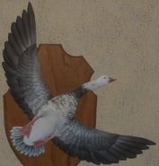 Intermediate Morph - Front