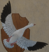 White Morph - Front