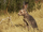 White-tailed Jackrabbit