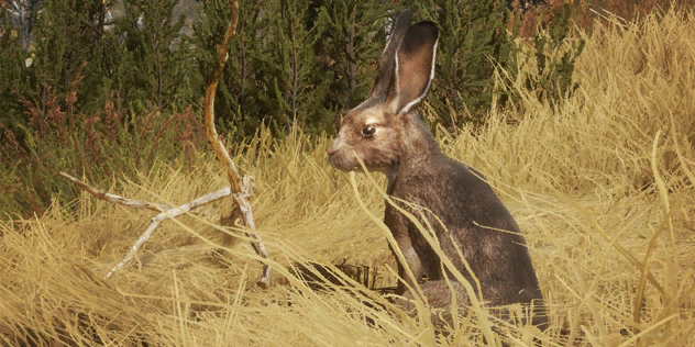 wild jack rabbits