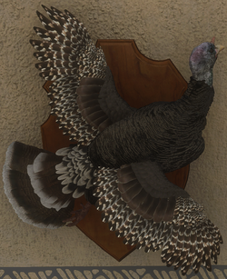 Merriam's Turkey, TheHunter: Call of the Wild Wiki