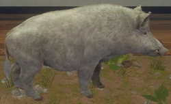 Wild Boar | TheHunter: Call of the Wild Wiki | Fandom
