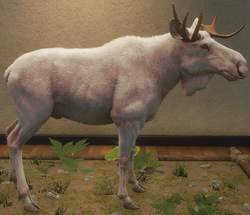 Moose, TheHunter: Call of the Wild Wiki