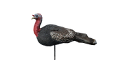 Wild Turkey Female - Sentry