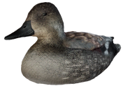 Gadwall Decoy - Drake