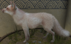 albino red fox