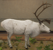 Leucistic - Right Side