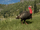 Merriam Turkey