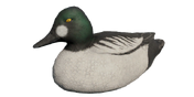 Goldeneye Decoy - Drake